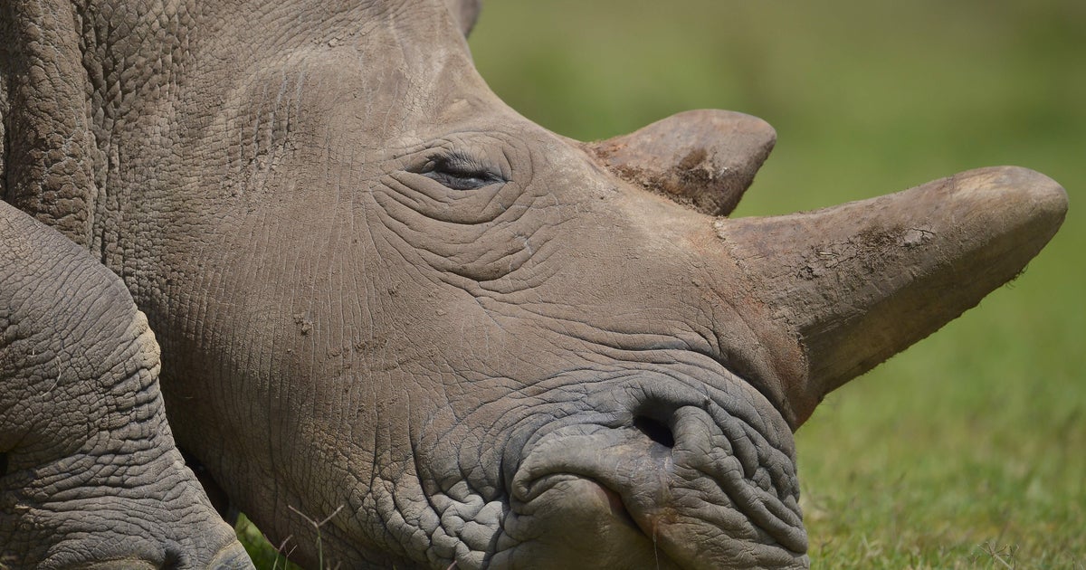 Poachers break into French zoo, kill rhinoceros for horn - CBS News