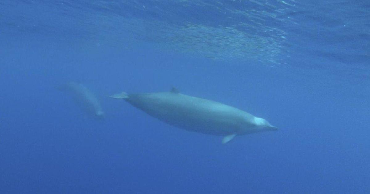 True's beaked whale captured on underwater video - a first for this ...