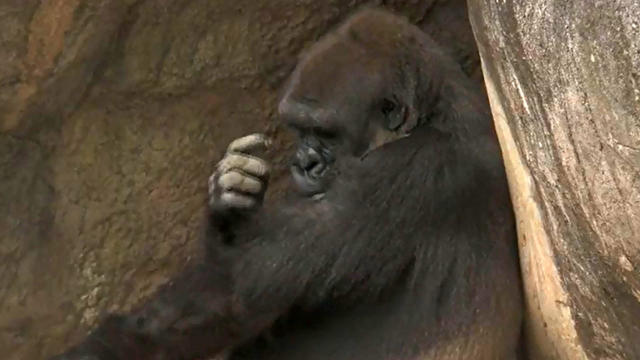 A gorilla named “Praline” at the Audubon Zoo in New Orleans reportedly threw a block of wood at a spectator on March 5, 2017. 