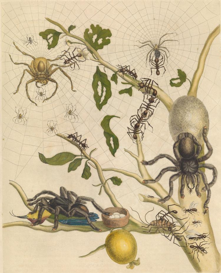 Bird-eating spiders?! 3 new species of giant tarantulas discovered ...