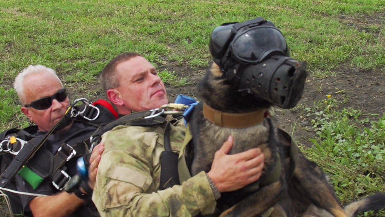 Skydiving dogs