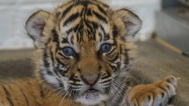 tiger-cub.jpg 