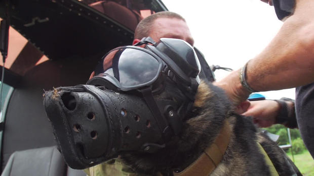 d2-patta-skydiving-dogs-carter-redman-pkg-transfer2.jpg 