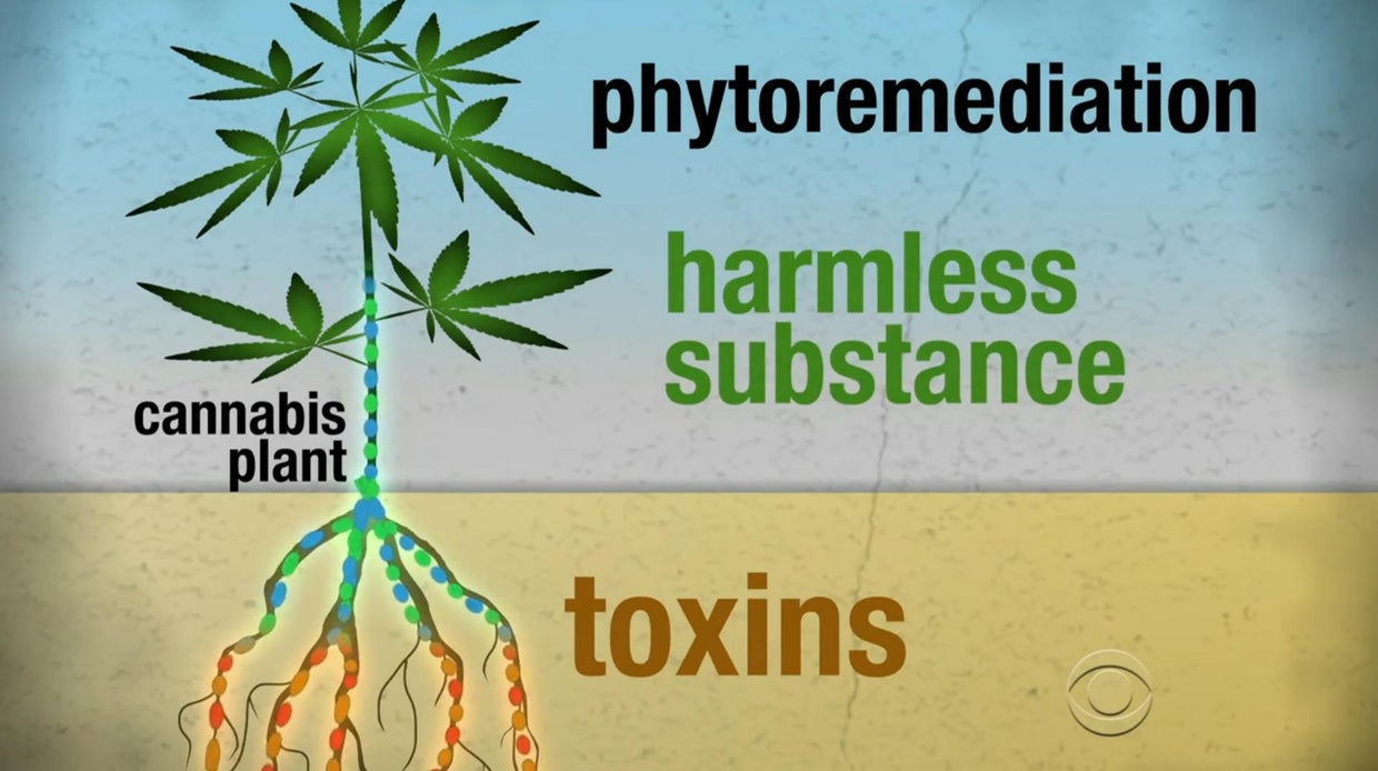 Farmers in Italy fight soil contamination with cannabis CBS News