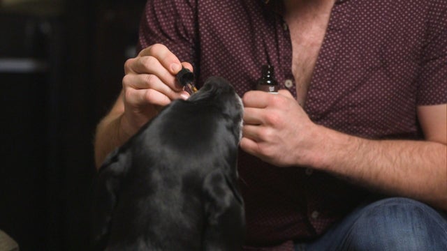 ctm-0313-pot-for-pets.jpg 