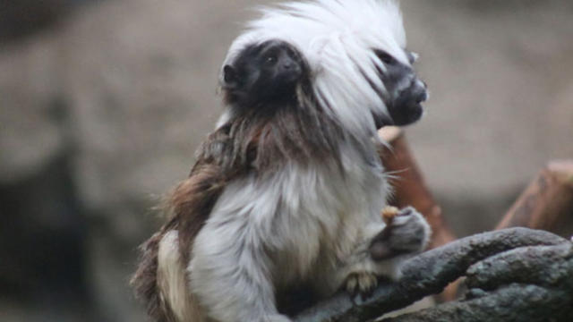 Photos: Rare Baby Monkey Born At Franklin Park Zoo - CBS Boston