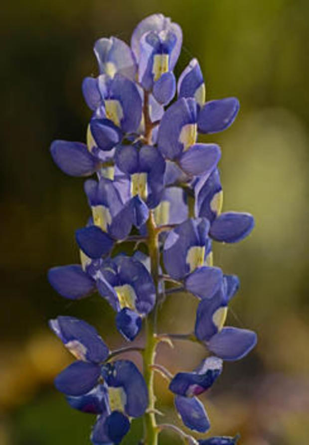 wildflowers-texas-bluebonnet-244-verne-lehmberg.jpg 