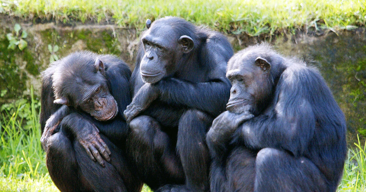 4 chimpanzees euthanized after escaping from zoo enclosure and roaming freely in Sweden