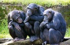 Sweden Chimpanzees 