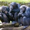 4 chimps euthanized after escaping from zoo and roaming freely