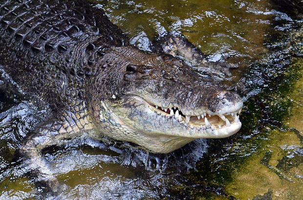 australia-crocodile-476311025.jpg 
