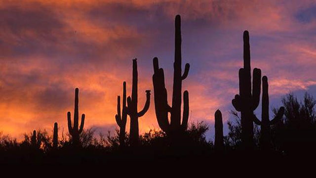 saguaros-silhouetted-in-the-sunset-verne-lehmberg.jpg 