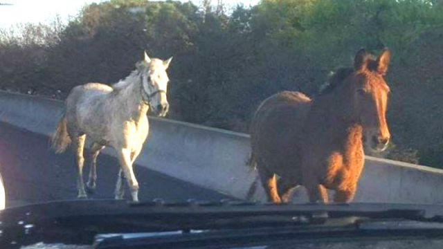 horse-on-highway.jpg 
