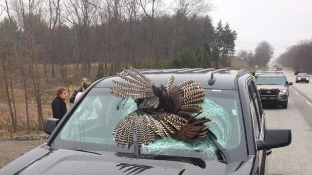 wild-turkey-windshield-new-jersey-2017-3-28.jpg 