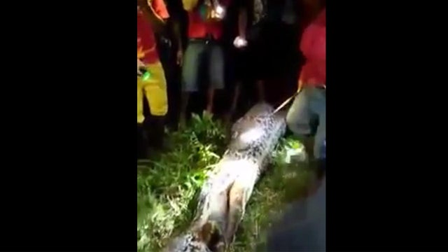 Man found dead in python's stomach 