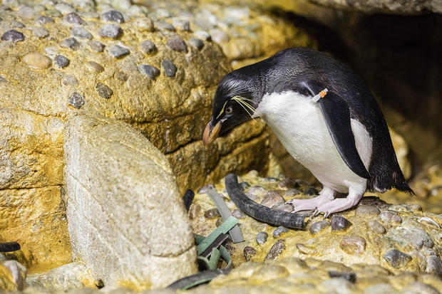 Rockhopper Penguins nesting March 21, 2017 