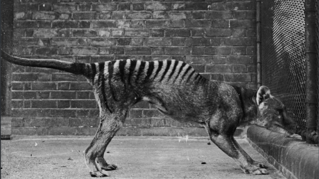 tasmanian-tiger.png 