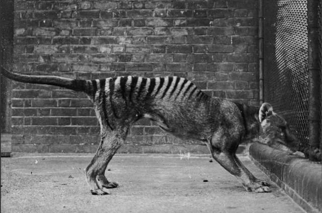 CRISPR is helping “de-extinct” the Tasmanian tiger