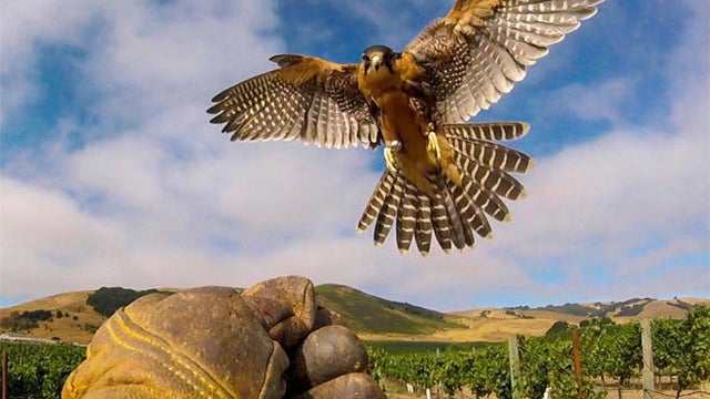 falcon-at-work-california-vineyard-promo.jpg 