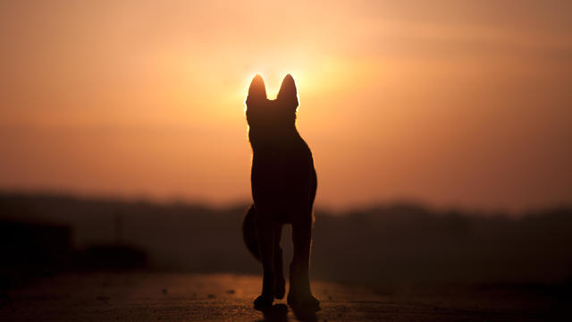 dog in sunset 