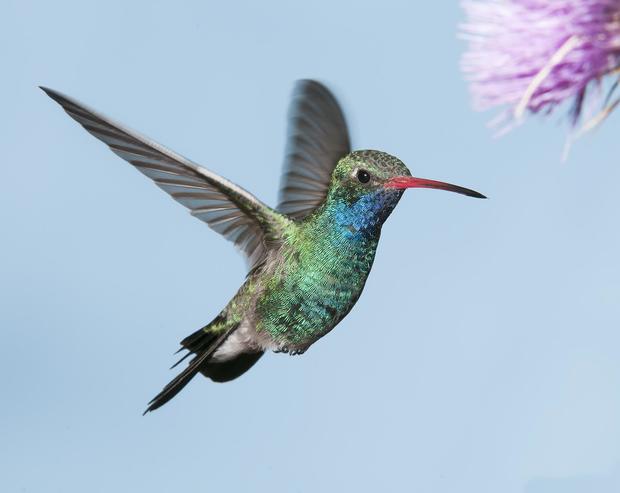 hummingbird.jpg 