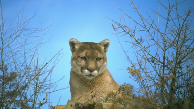 cougar-large-01.jpg 