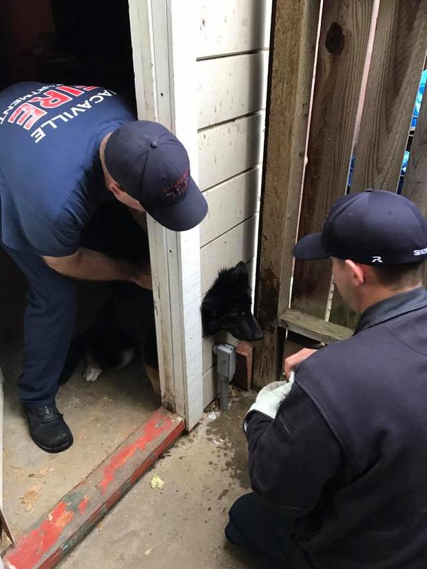 Vacaville firefighters extricate dog from vent hole 