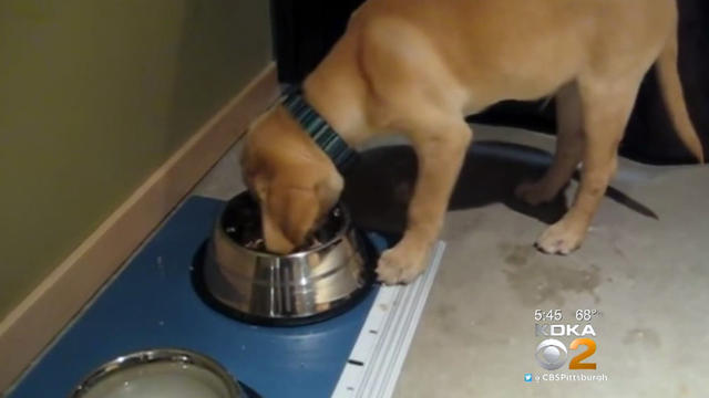 dog-eating-food-bowl.jpg 