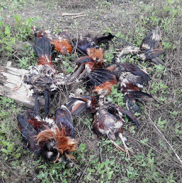 dead roosters found near Watsonville 