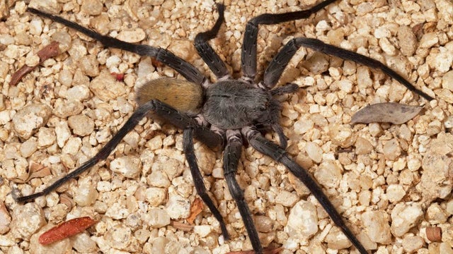 Sierra Cacachilas 