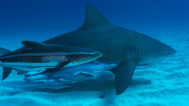 bull-shark-with-remora-entourage-mauricio-handler-aquaterrafilms-promo.jpg 