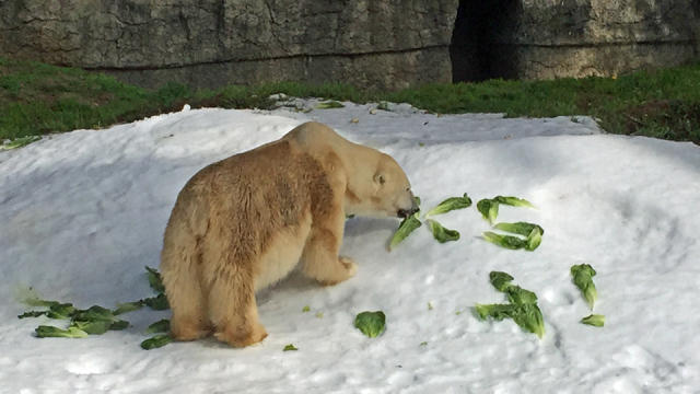 uulu-polar-bear-dies-2017-4-14.jpg 