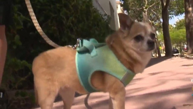 170417-cbs-miami-osita-found01.jpg 