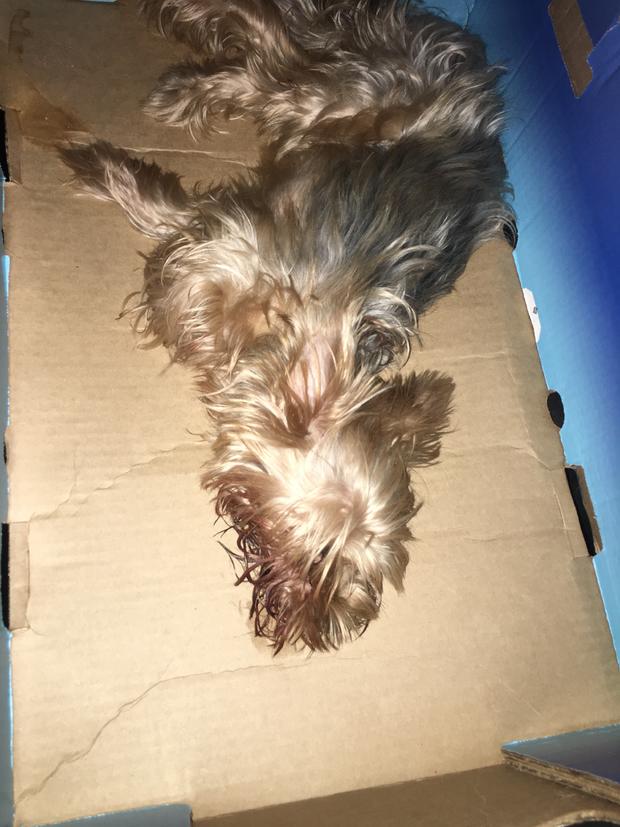 Lily Dog Beaten To Death Found 
