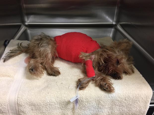 Lily Dog Beaten To Death 
