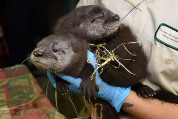 north-american-river-otter-pups-38-days-old 