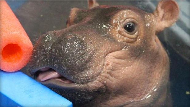 Baby Hippo Cincinnati Zoo 