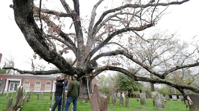 oaktree.jpg 
