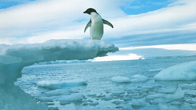 adelie-penguin-promo.jpg 