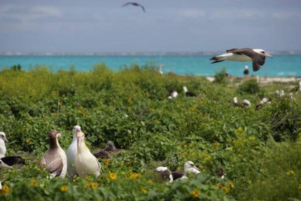 papahanamokuakea-albatross-at-nw-hawaiian-islands.jpg 