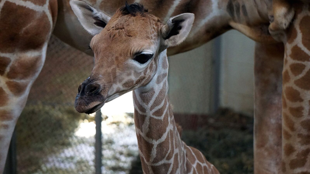 cheyenne mountain zoo baby giraffe 