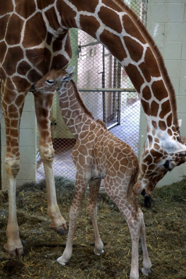 cheyenne mountain zoo baby giraffe6 