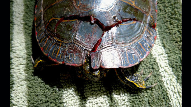 injured-turtle.jpg 