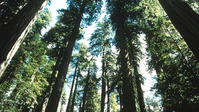 redwoods-nps.jpg 