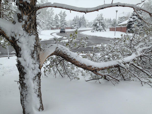 branch snow tree 