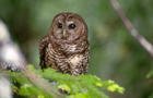 northern-spotted-owl.jpg 