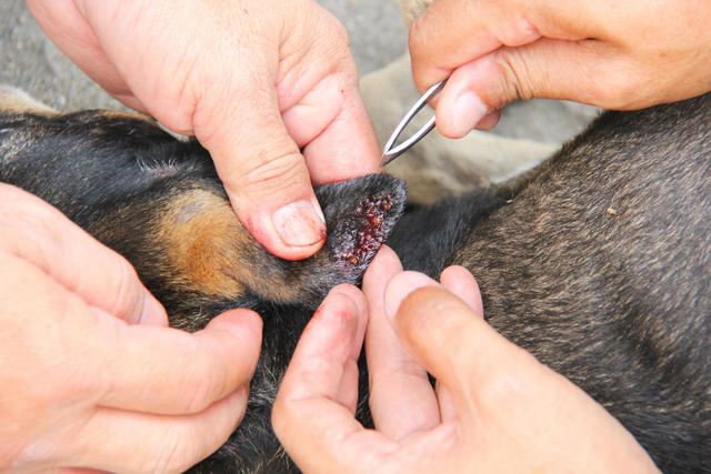 when to take dog to vet for tick bite