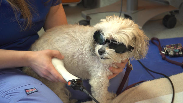 small-dog-laser-therapy.jpg 