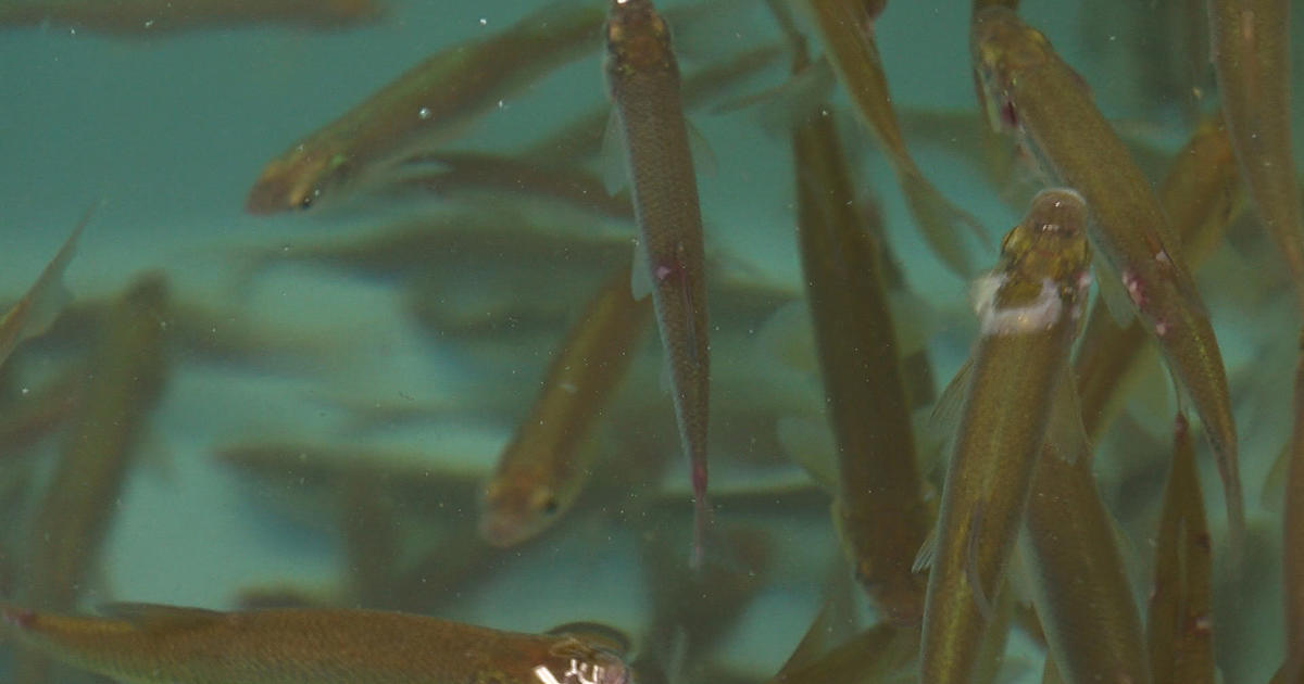 Out-Of-State Golden Shiner Minnows Worry DNR Ahead Of Walleye Opener - CBS  Minnesota
