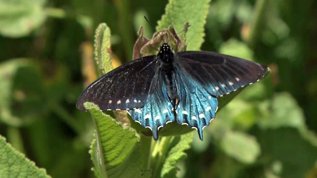 California Pipevine Swallowtail Butterfly in San Francisco 